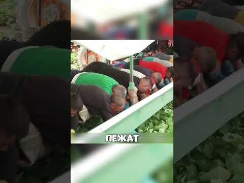 Безработный ДАГЕСТАНЕЦ разбогател НА ОГУРЦАХ🤯🥒💰