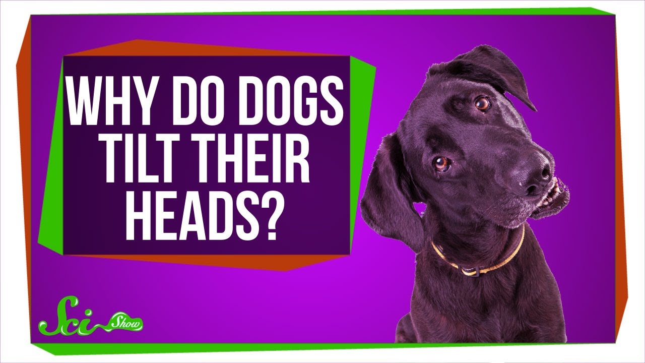 Why Do Dogs Tilt Their Heads?