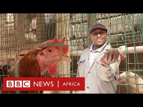How I use chicken poop to power my life - BBC Africa