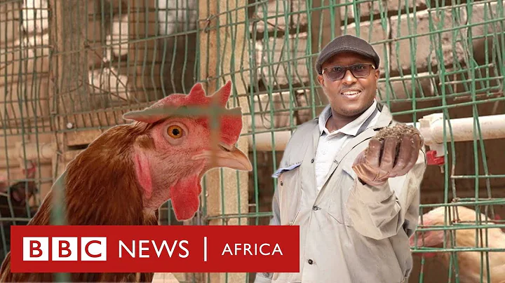 How I use chicken poop to power my life - BBC Africa