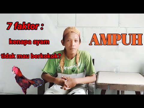 Video: 3 Cara Menghentikan Ayam Berkokok