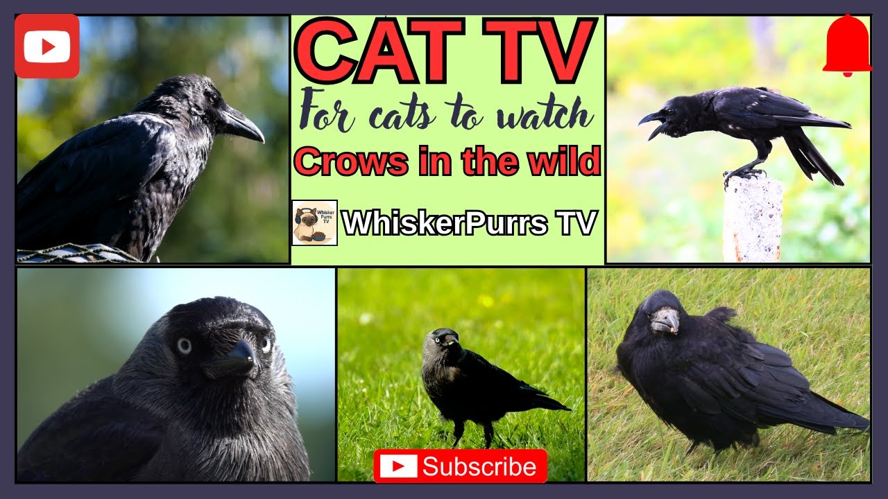 Cat TV. For cats to watch. Crows are for cats, they eat, they fly, they caw.