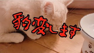 かわいい子猫が豹変するおやつとは？？【スコティッシュフォールド】