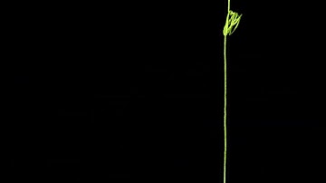 Abstract Video Assignment