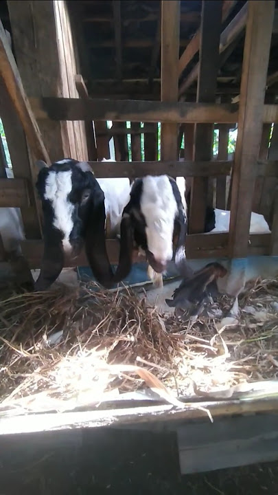 koloni kambing jawa randu