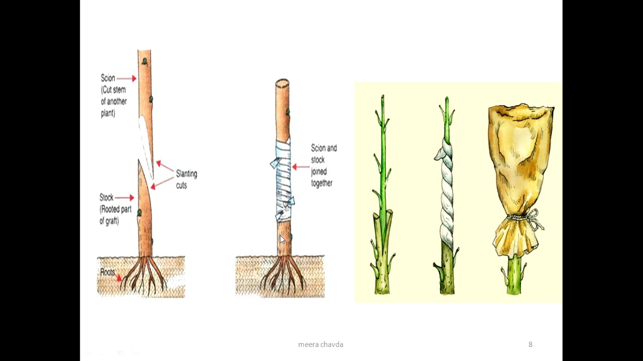 artificial propagation in plants YouTube