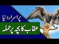 Amazing Eagle Videos - Urdu Documentary - Purisrar Dunya