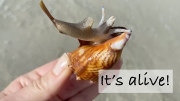 What does a live sea snail look like? Let