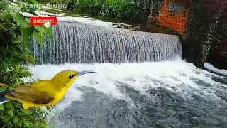 Suara Burung Sogon Gacor Terapi Sogon Bahan Biar Cepat Respon