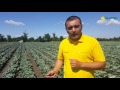 Опыт выращивания белокочанной капусты Сир F1 в Николаевской области