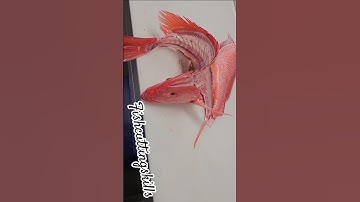 From Sea to Fillet Red Snapper #shorts #asmr