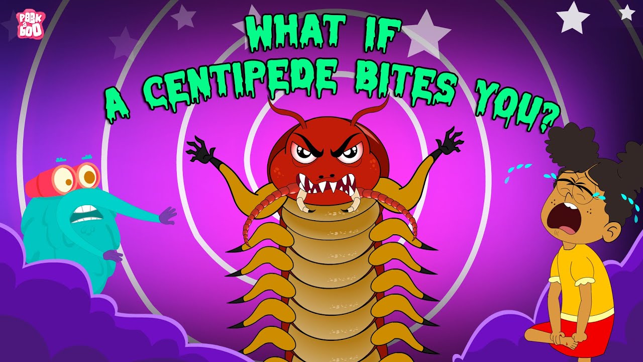 What if a Centipede Bites You  Are Centipedes Poisonous  Deadliest Insects  The Dr Binocs Show