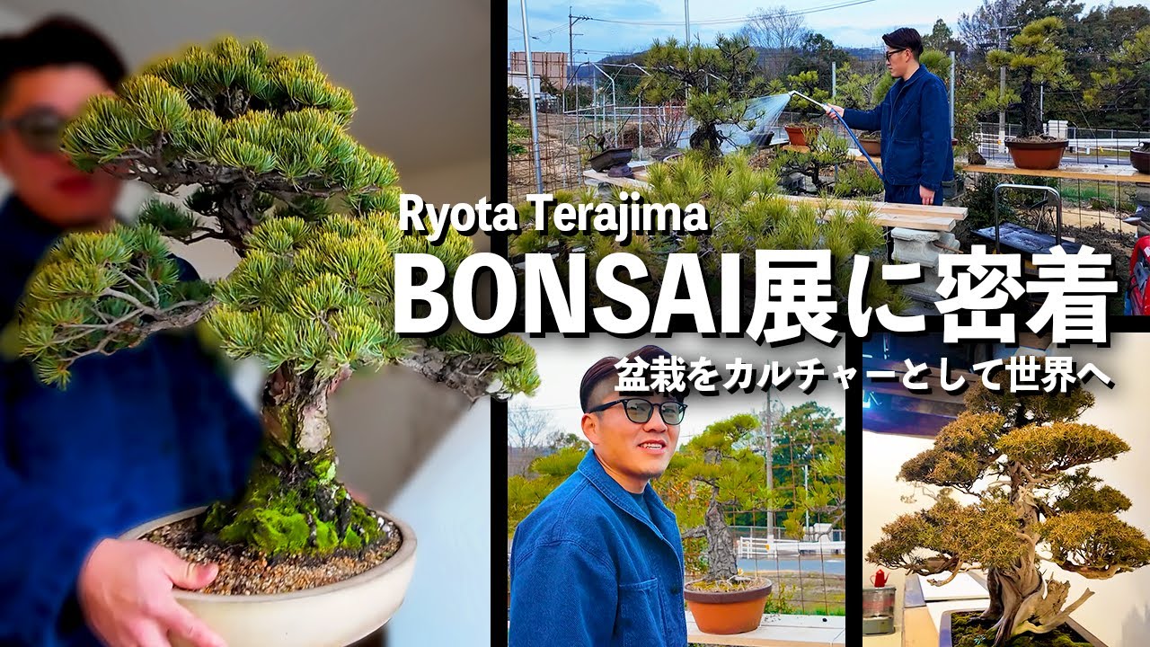 盆栽屋大和】五葉松 盆栽 取りに来れる方大歓迎 自社配送も可 即展示品