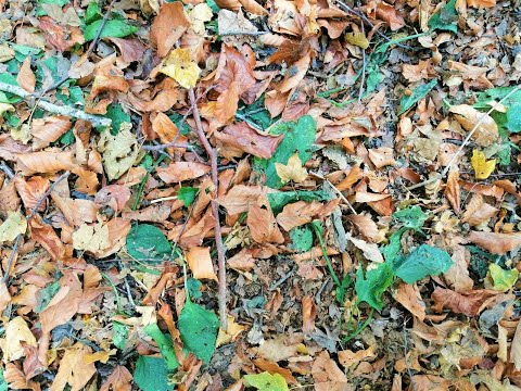 #ჩვენიადგილები - საბადურის ტყე