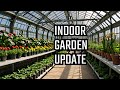 Massive Indoor Greenhouse Updates! What's Growing?