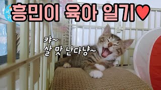 A recent diary of Heungmin, a kitten rescued from the street