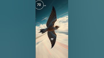 The Common Swift: The Bird That Never Lands