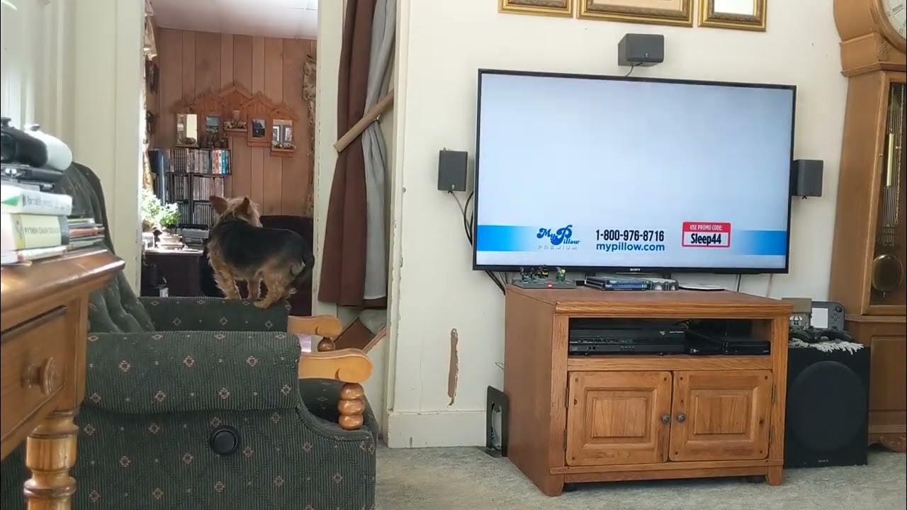 Lilly Hates the My Pillow Commercial YouTube