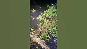 Câu cá tra đêm #camr1 #fishing #camr2 #camr3 #mientay #catrasong #caucatra #carpfishing