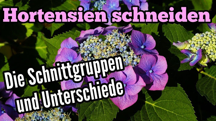 Hortensien schneiden - Auf die Schnittgruppen kommt es an - Unterschiede beim Rückschnitt Hydrangea