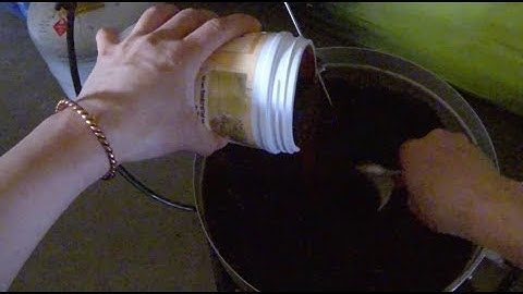 Qaib Liab Ale Hmong Brewer 2018