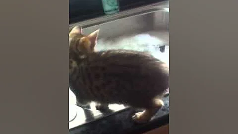 Video 1293941: bengal egyptian mau, egyptian mau kittens