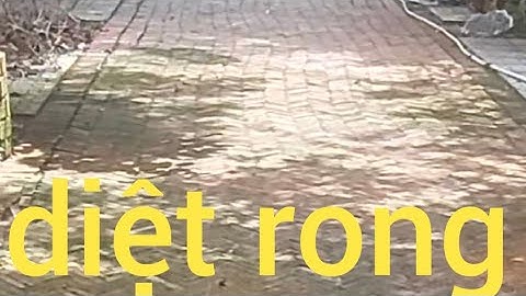 Cách diệt rong rêu hiệu quả bằng chlorine