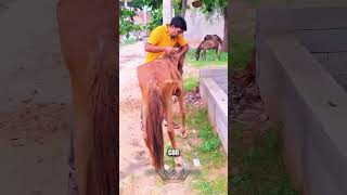 Giải Mã Nghị Lực Sống Của Chú Ngựa Vượt Qua Nghịch Cảnh Thần Kỳ!