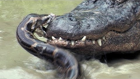 Python vs Alligator 09 - Real Fight - Python attacks Alligator