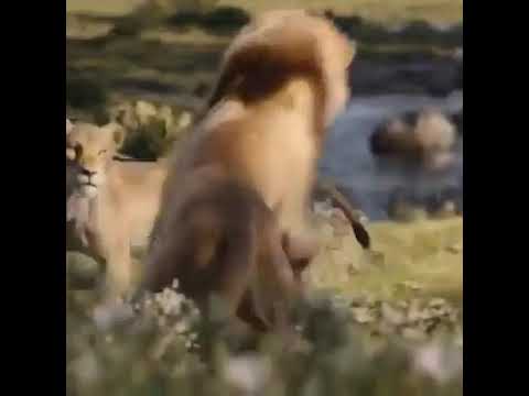 رنة هاتف حلوة