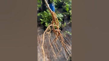 Thumbnail of Mimosa tree fixes nitrogen. Albizia julibrissin