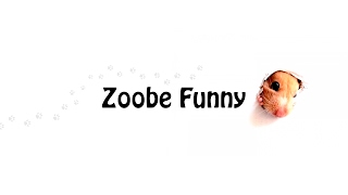 Прямая трансляция пользователя Zoobe Funny