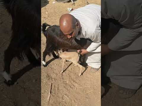تربية ريم الغزلان وتعويدها علي لبن الماعز ابوشواح العيسي