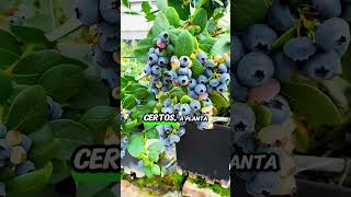 🫐 A fruta da longevidade que você pode plantar em VASOS 😳🌿 #blueberry #mirtilo #plantasemvaso
