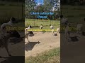 little tour part 1 #dorpersheep #foryou #farming #sheep