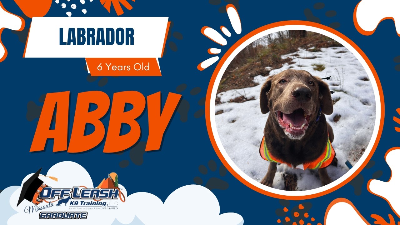 Abby - 5 Year Old Labrador | Best of Missoula Dog Trainers | Off Leash K9 Training Missoula