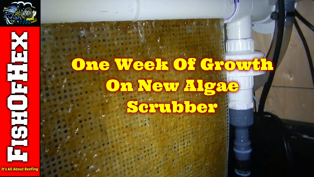Reef Tank Algae Scrubber & Biopellet Reactor Update Coral Orders