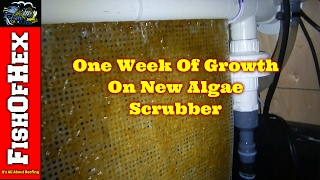 Reef Tank Algae Scrubber & Biopellet Reactor Update | Coral Orders