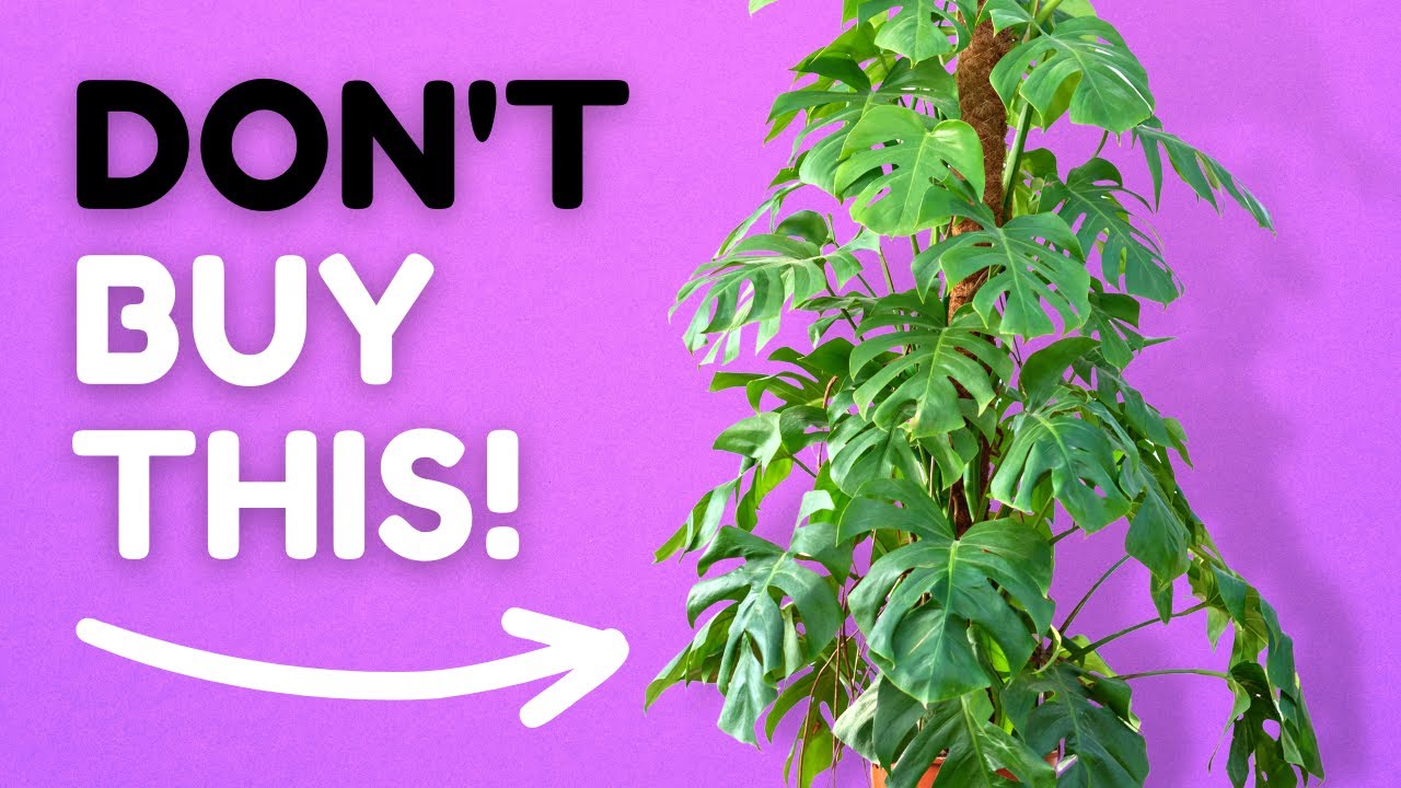 Why You Should NEVER Buy BIG Plants YouTube why-you-should-never-buy-big-plants-youtube