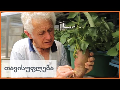 პირველი ქართული ბატატი