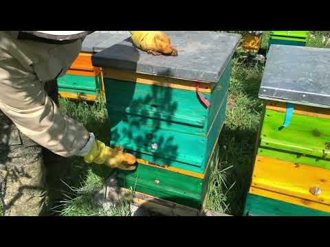 ВЫВОД МАТОК ПРИ ПОМОЩИ ДИАФРАГМЫ, ОСОБЕННОСТЬ.