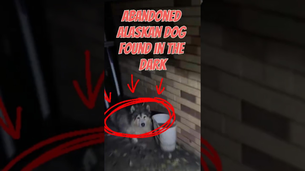 Abandoned Alaskan Dog Found in the Dark