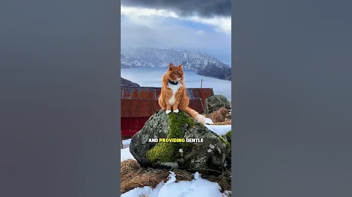 Video 11890021: norwegian forest cat, forest cat living, long cat, cat healthy