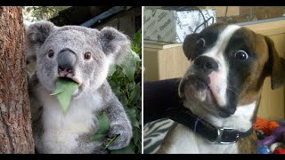 Hilarious Animals Viral Videos | Ultimate Dog Compilation 2019