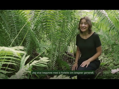 Video: Hva er hovedfunksjonen til fotosyntese for en primærprodusent?