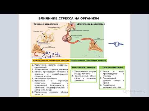 Гормоны стресса и общий адаптационный синдром