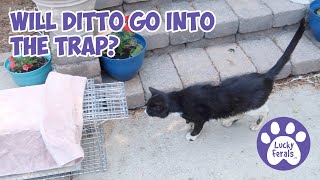 Trapping An Injured Feral Cat, Taking A Feral Cat To The Vet  S4 E144  Cat Videos