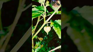 merapiyabadarageelayebaatmerimanena