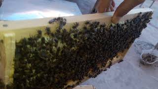 تقوية خلية النحل