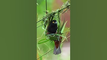 سورة الغاشية عبد العزيز الراجحي Surah Al-Ghashiyah Abdul Aziz Al-Rajhi #اكسبلور #تيك_توك #ترند